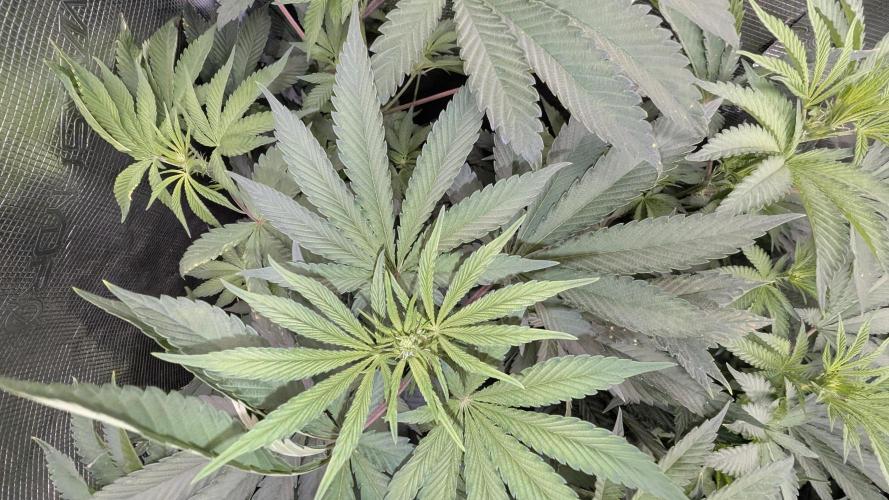 Variety grow: 6x 7gal. Week 8