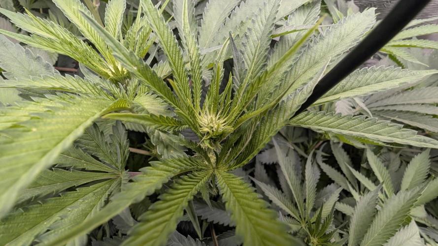 Variety grow: 6x 7gal. Week 8