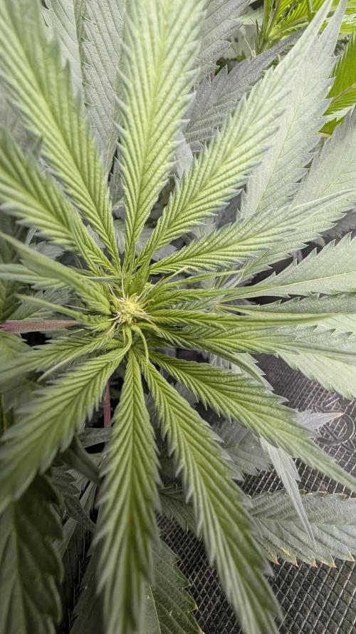 Variety grow: 6x 7gal. Week 8