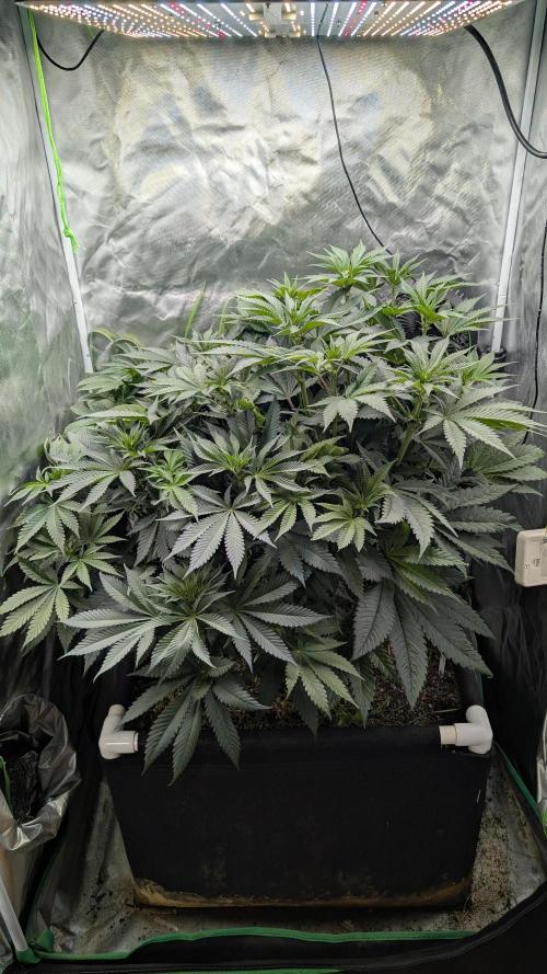 Polyembryonic/Tricotyledonic Gary Payton. Week 7
