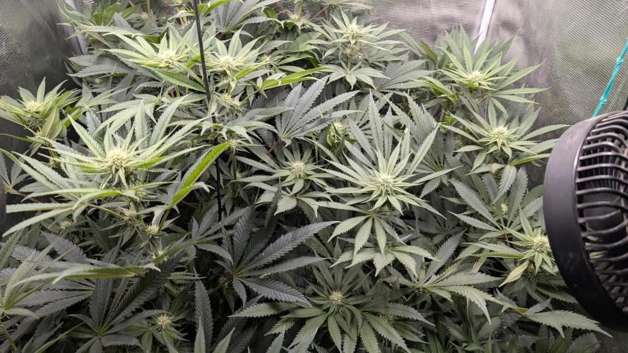 Variety grow: 6x 7gal. Week 9