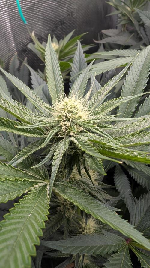 Variety grow: 6x 7gal. Week 9