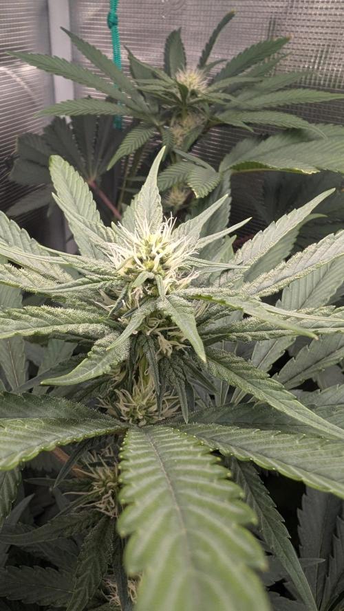Variety grow: 6x 7gal. Week 9