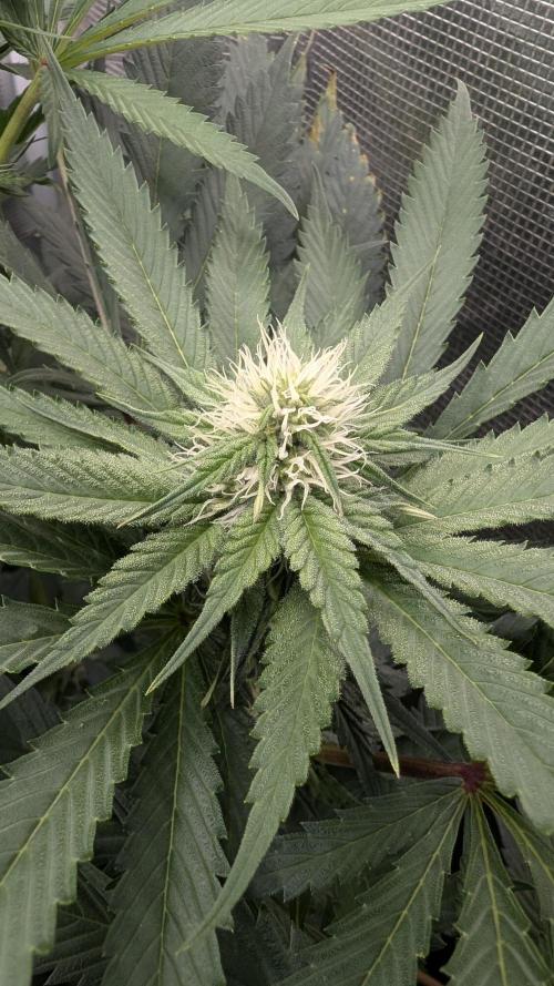 Variety grow: 6x 7gal. Week 9
