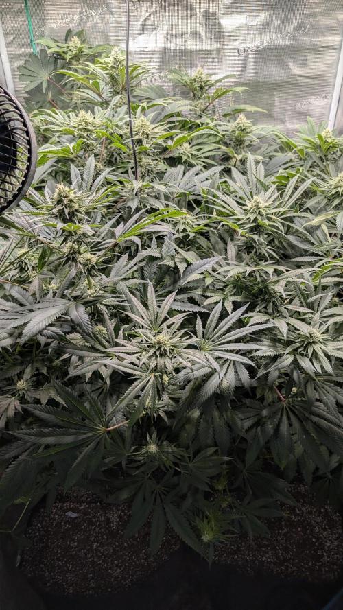 Variety grow: 6x 7gal. Week 10