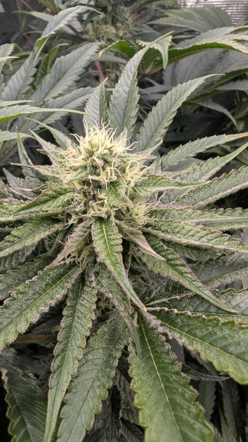 Variety grow: 6x 7gal. Week 10