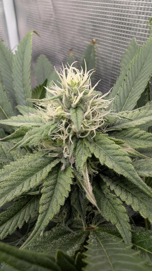 Variety grow: 6x 7gal. Week 10