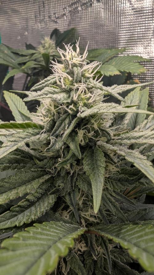 Variety grow: 6x 7gal. Week 10