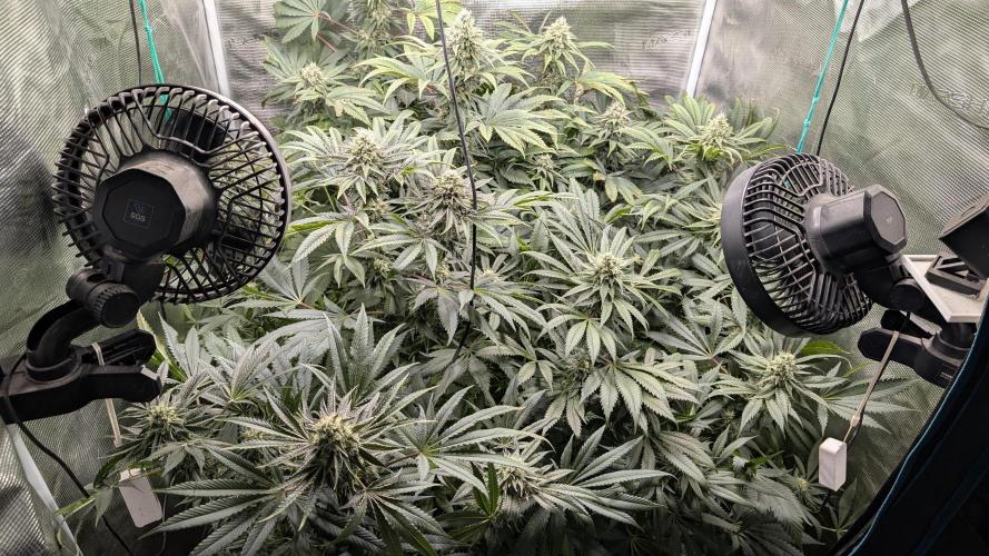 Variety grow: 6x 7gal. Week 11