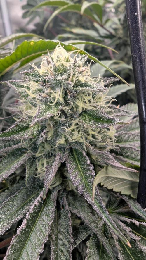 Variety grow: 6x 7gal. Week 11