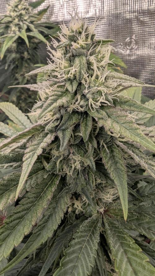 Variety grow: 6x 7gal. Week 11