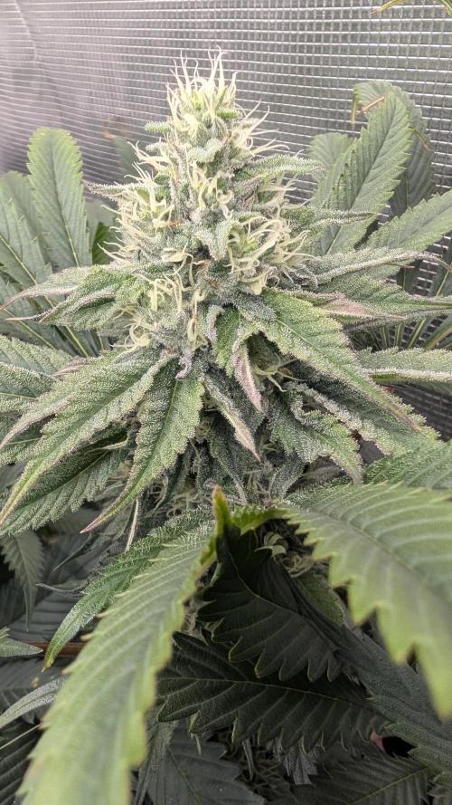 Variety grow: 6x 7gal. Week 11