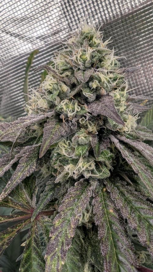 Variety grow: 6x 7gal. Week 12