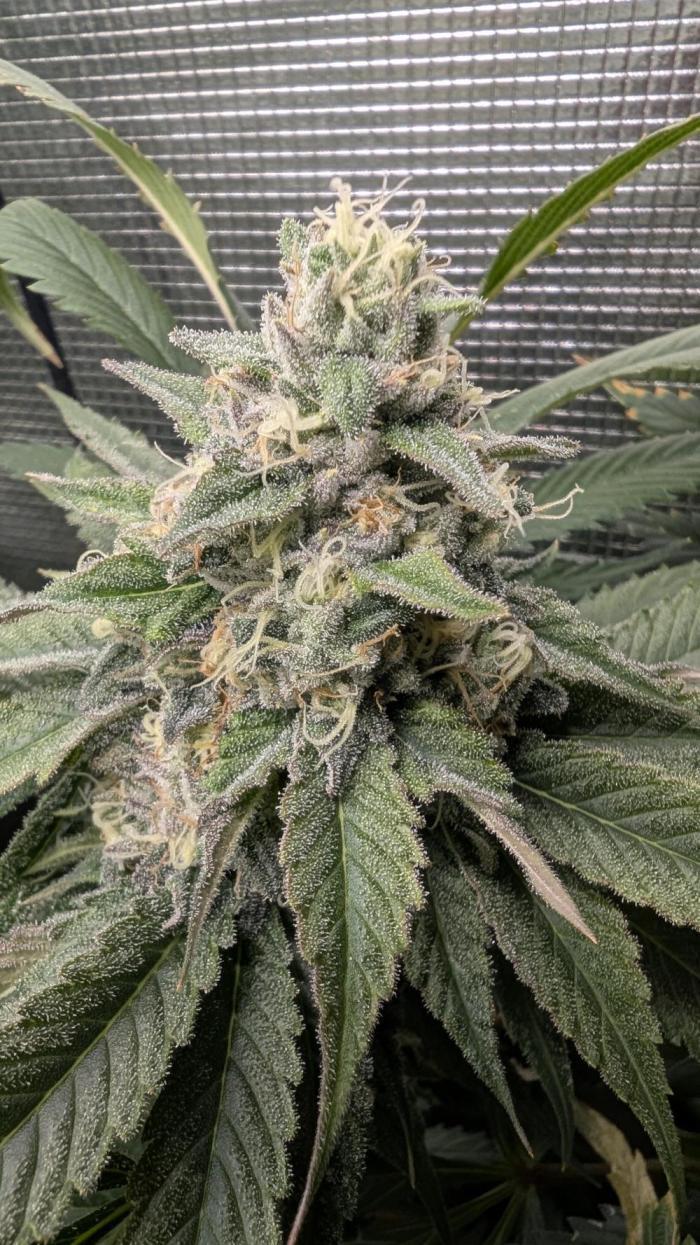 Variety grow: 6x 7gal. Week 13