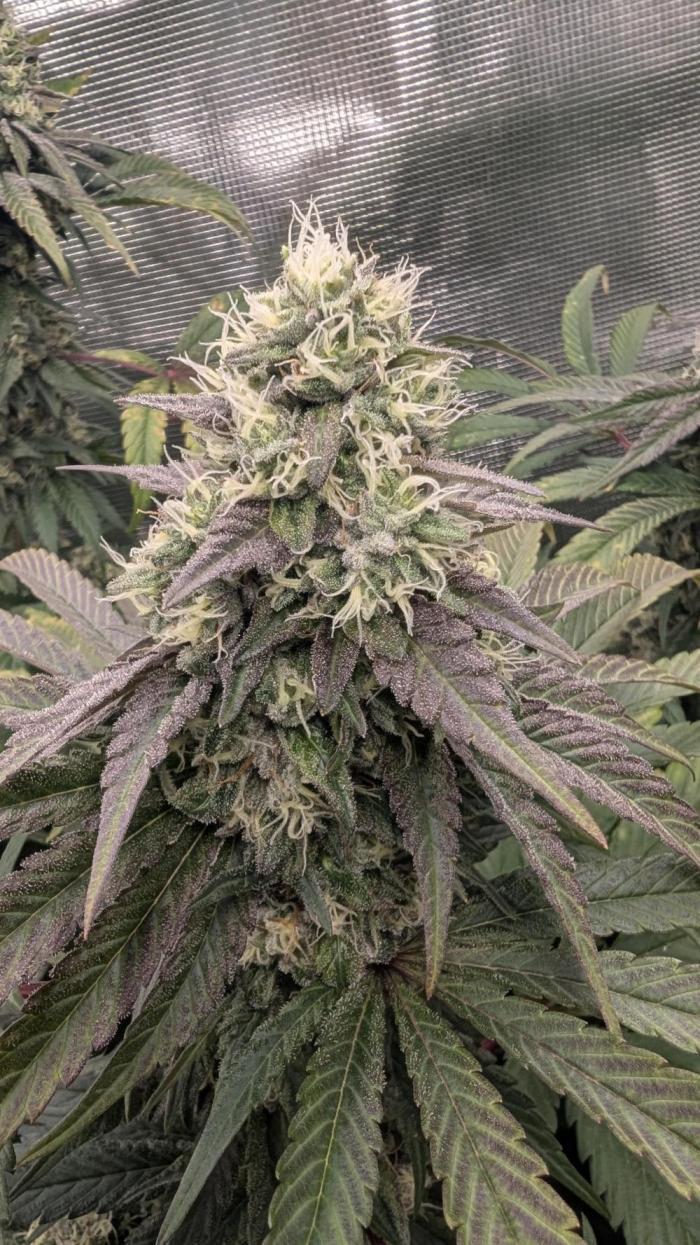 Variety grow: 6x 7gal. Week 13
