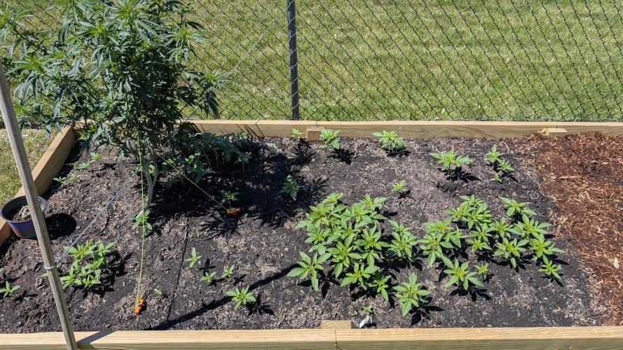 Outdoor breeding run (F2). Week 2