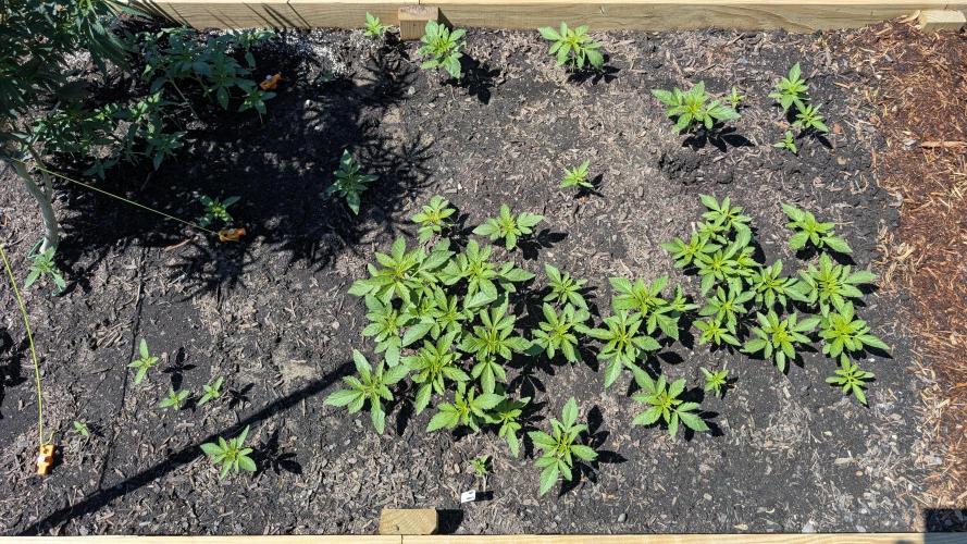 Outdoor breeding run (F2). Week 2