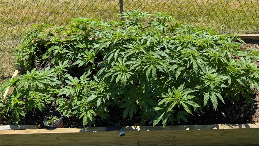 Outdoor breeding run (F2). Week 4