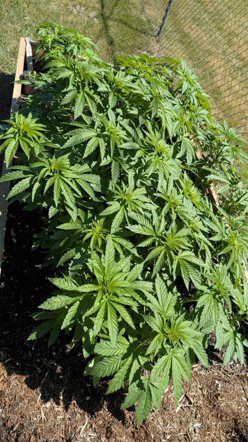 Outdoor breeding run (F2). Week 4