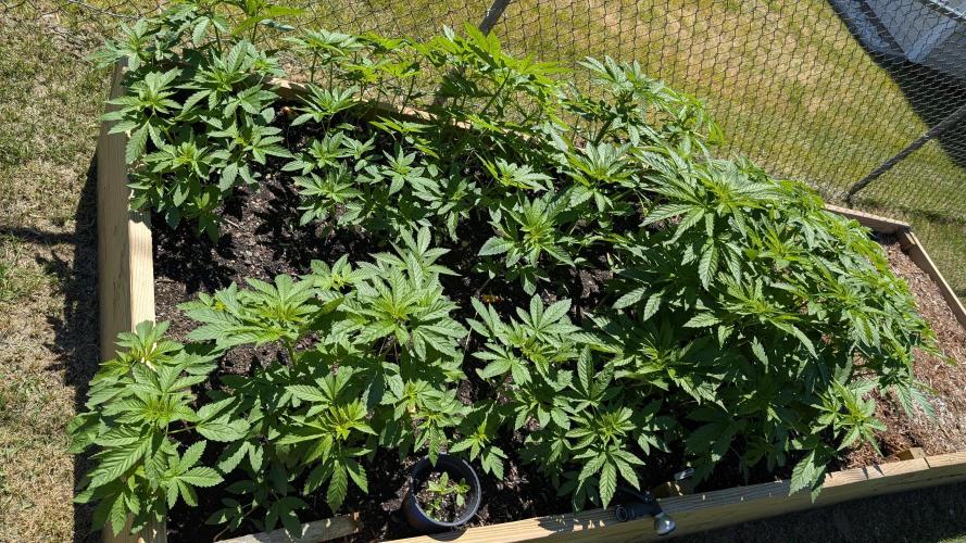 Outdoor breeding run (F2). Week 4