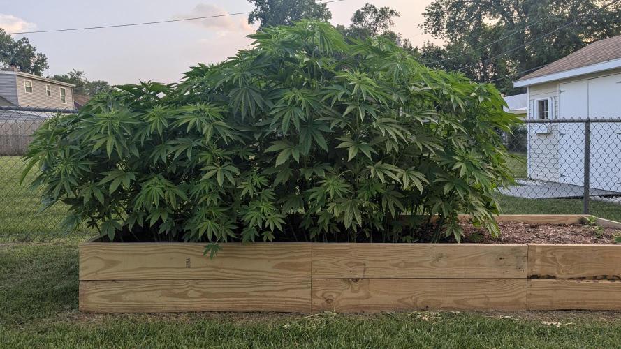 Outdoor breeding run (F2). Week 6