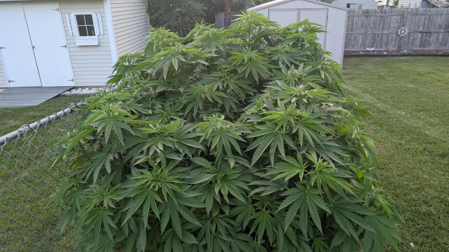 Outdoor breeding run (F2). Week 6