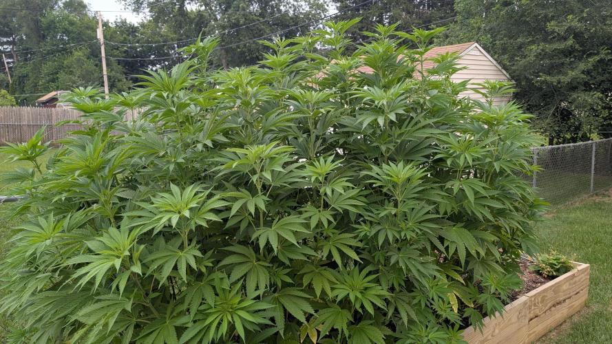 Outdoor breeding run (F2). Week 8