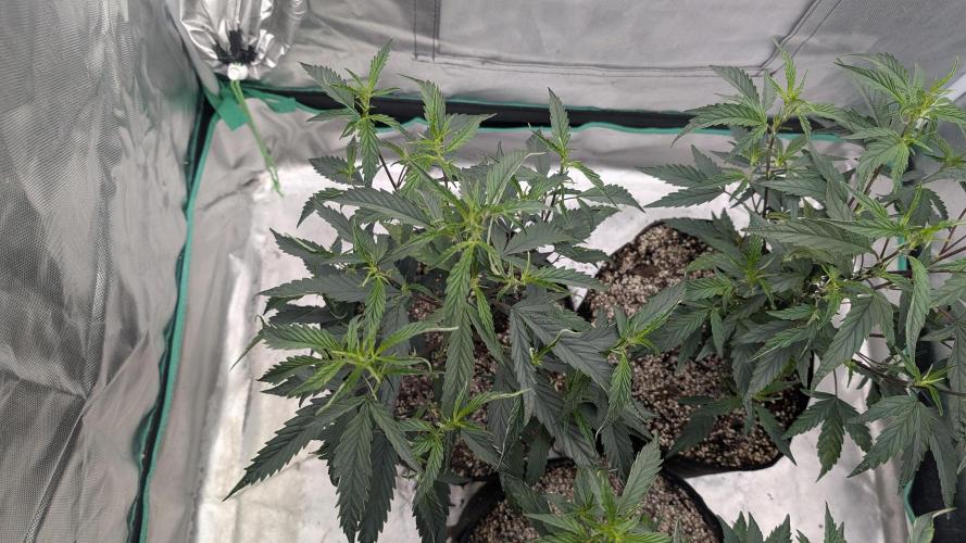 Blueberry Cupcake clones. Week 2