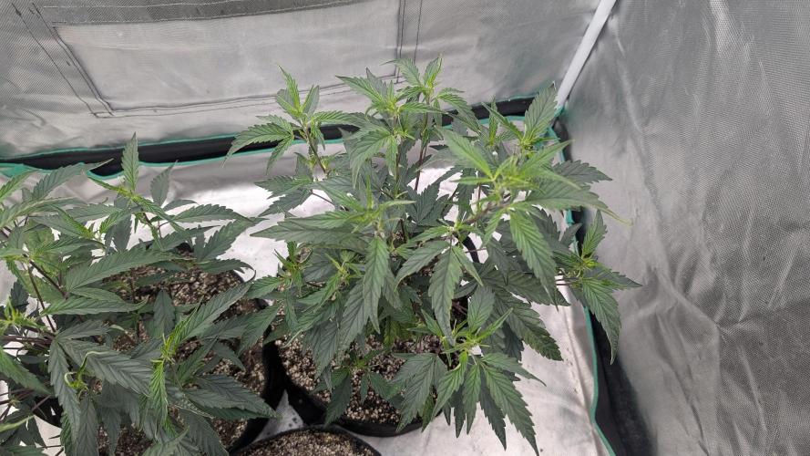 Blueberry Cupcake clones. Week 2