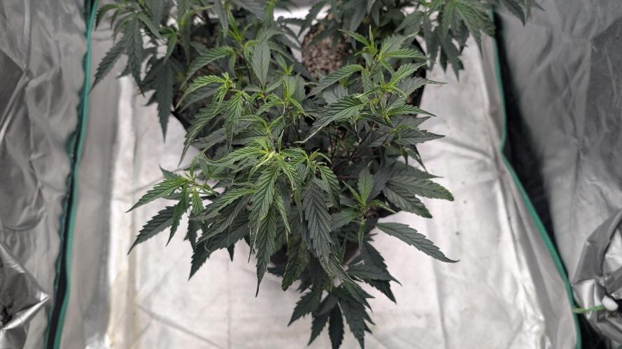Blueberry Cupcake clones. Week 2