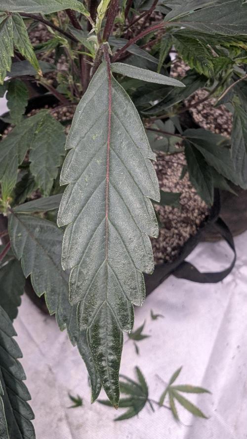 Blueberry Cupcake. Week 2