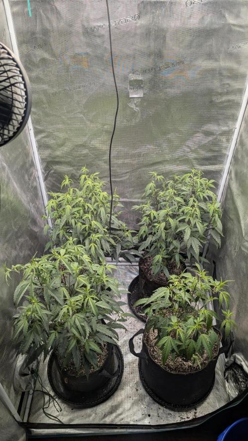 Blueberry Cupcake. Week 3