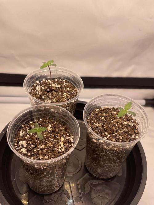 Mimosa primeiro ciclo. Week 1