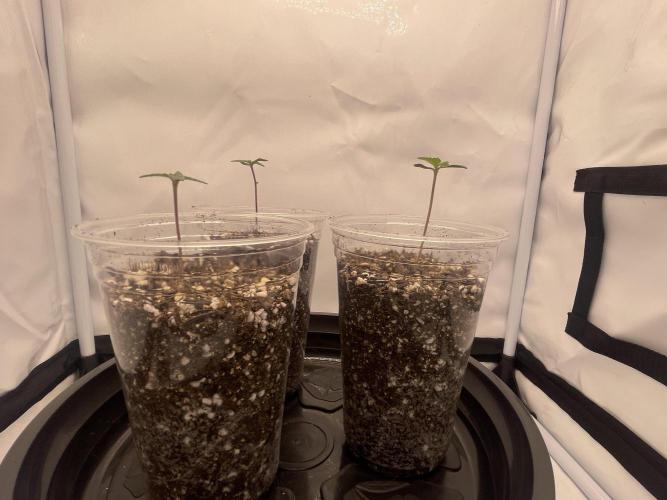 Mimosa primeiro ciclo. Week 1
