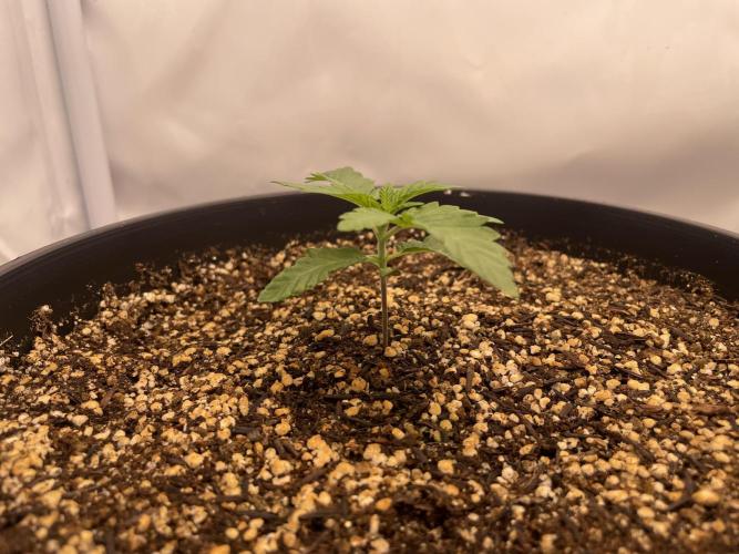 Mimosa primeiro ciclo. Week 3