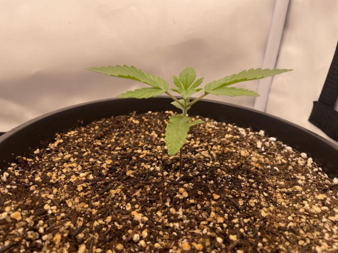 Mimosa primeiro ciclo. Week 3