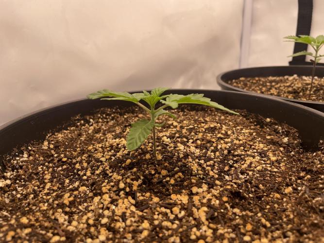 Mimosa primeiro ciclo. Week 3