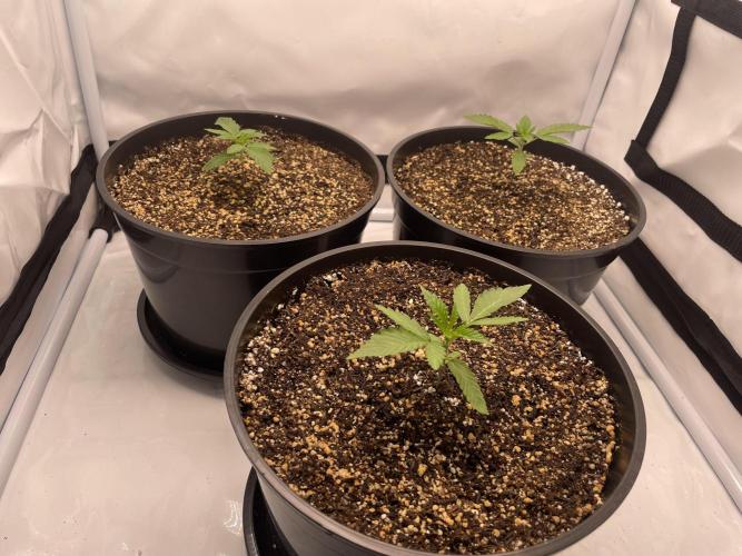 Mimosa primeiro ciclo. Week 3