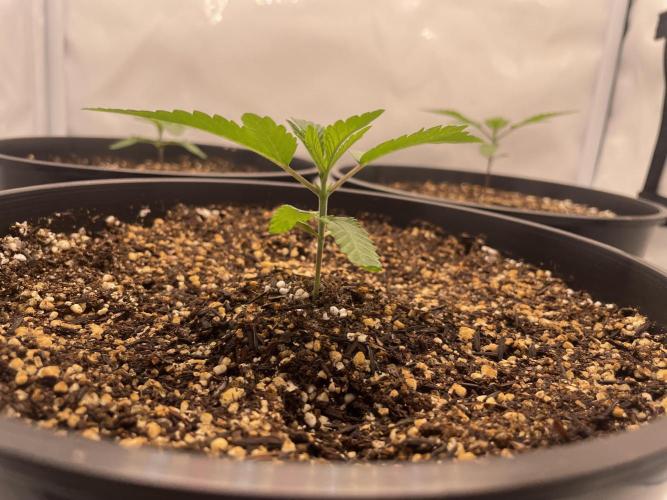 Mimosa primeiro ciclo. Week 3