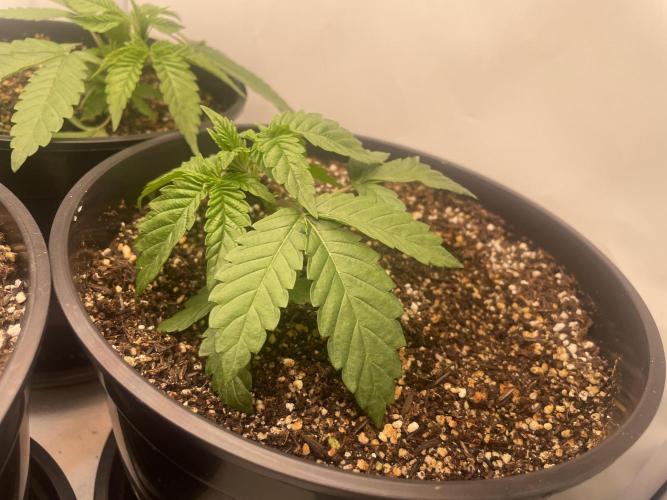 Mimosa primeiro ciclo. Week 4