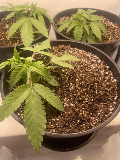 Mimosa primeiro ciclo. Week 4