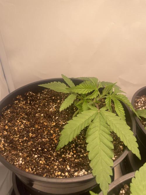 Mimosa primeiro ciclo. Week 4