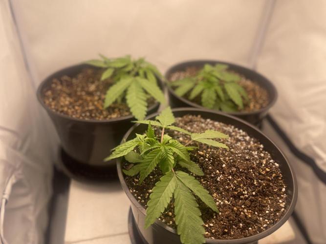 Mimosa primeiro ciclo. Week 4