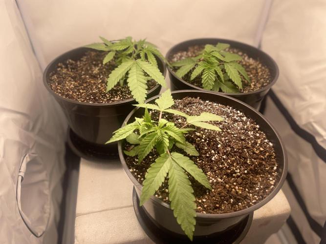 Mimosa primeiro ciclo. Week 4