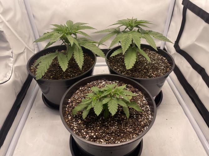 Mimosa primeiro ciclo. Week 5