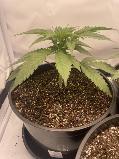 Mimosa primeiro ciclo. Week 5