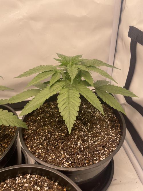 Mimosa primeiro ciclo. Week 5