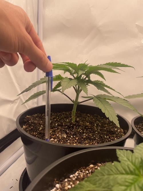 Mimosa primeiro ciclo. Week 5