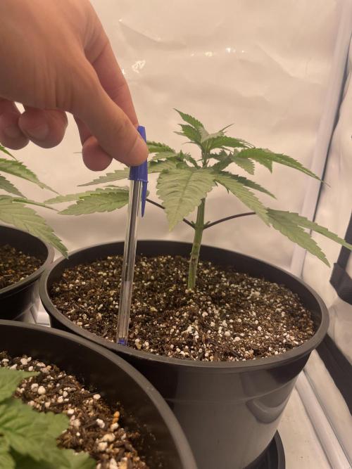 Mimosa primeiro ciclo. Week 5