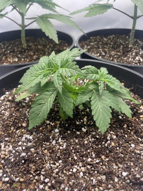 Mimosa primeiro ciclo. Week 5